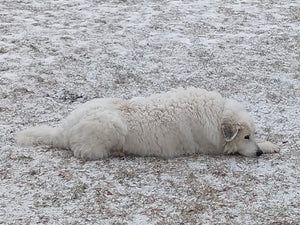 Dogs and Their Paws - Sophie the Great Pyrenees and Marketing Manager lying down on the ground on the ground covered in snow.
